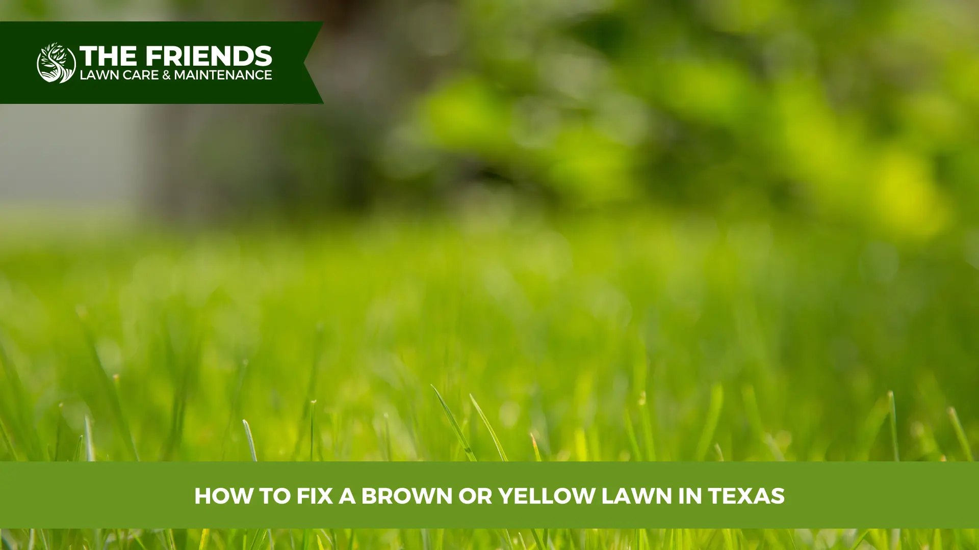 How to Fix a Brown or Yellow Lawn in Texas
