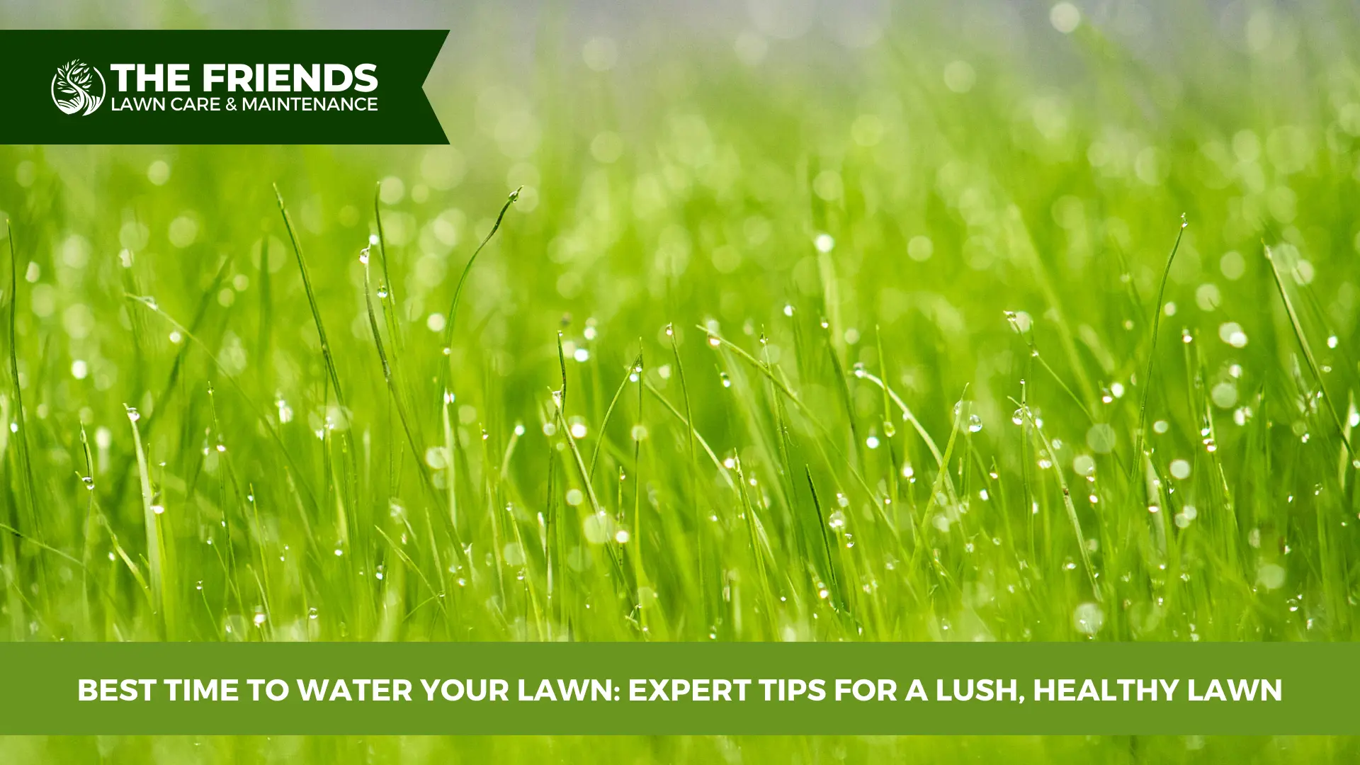 Best Time to Water Your Lawn Expert Tips for Healthy Grass The Friends Lawn Care Services